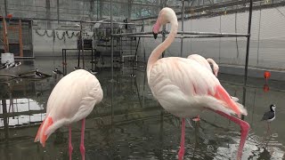 オオフラミンゴ　水辺でひときわ目立つ鳥　【掛川花鳥園】Greter Flamingo Kakegawa Garden