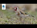 der stieglitz carduelis carduelis steckbrief gesang. vogelarten kennen lernen mit den experten