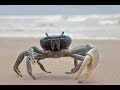 Explore Outdoor: A Crab and a GoPro