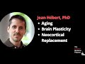 Jean Hébert, PhD: Aging, Brain Plasticity, and Replacing the Neocortex