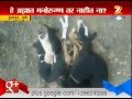 indapur pune dogs tied up and thrown in one place some dead