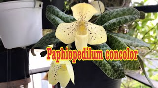 รองเท้านารีเหลืองปราจีน Paphiopedilum concolor @preeya8419