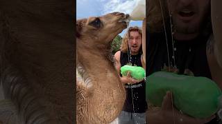 Hungry Baby Camels! #shorts #short #animal #wildlife #Camel #Baby