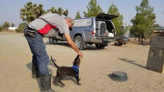 Dutch Shepherd Puppy Runt of the litter #2