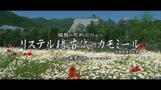 福島の花めぐりより　～リステル猪苗代のカモミール～