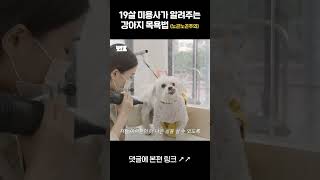 19살 반려견미용사가 알려주는 강아지 목욕 꿀팁 #shorts