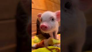 生後1ヶ月半のマイクロブタの赤ちゃん　#cafe #minipig #farm #cute #pig #animals #ブタカフェ #pignic #piggy #マイクロブタ