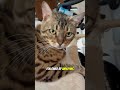 your pretty cat cats meow capcut shorts funny facts bengal annoying