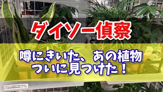 【ダイソー偵察】噂にきいたアノ植物を見つけた！ #観葉植物 #多肉植物 #ダイソー #houseplants #succulent #daiso