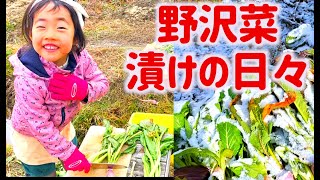 🌱野沢菜漬けの庖丁仕事は２歳から🌱信州の冬のしゅわ畑🌤のるちゃん・たーちゃん姉妹登場☃️