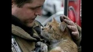 消防士と救助された猫ちゃんがなんか和む♡～Firefighters and rescue cats.