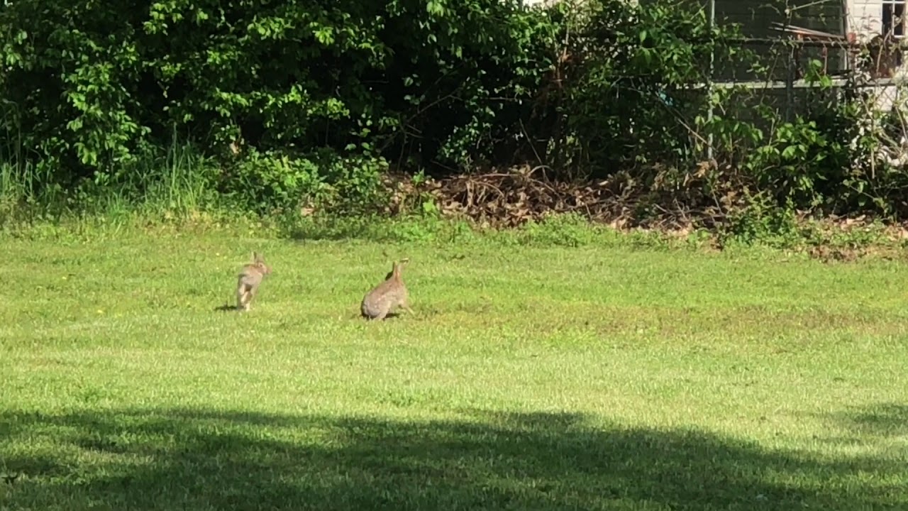 Funny Little Bunnies Youtube