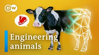 The race to design the perfect farm animal