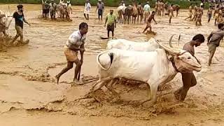 Kaalapoot at pullalur