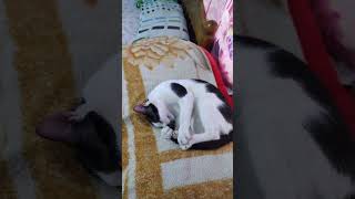 അസാമാന്യ നീളമാണെങ്കിലും വാലാണ് main 😂 #shorts #cat #funny