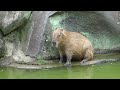 magical and awesome sound of capybaras singing