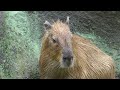 magical and awesome sound of capybaras singing