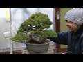 kokufu bonsai preparation