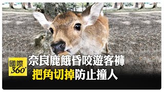 看到仙貝「鹿」擁而上! 日本奈良公園鹿群攻擊遊客送醫 咬褲子.追人.就想吃仙貝! 【國際360】20241011@全球大視野Global_Vision