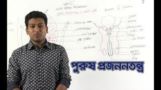 03. Male Reproductive System | পুরুষ প্রজননতন্ত্র | OnnoRokom Pathshala