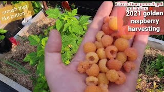 Golden Raspberry Harvest 2021 #canadianproudgetoutdoors