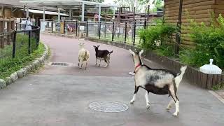 のんほいパーク　かけっこロード🐐あもの寄り道集