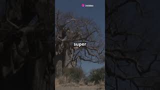 The Amazing Baobab: The Tree That Stores Water