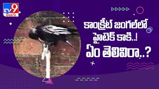 కాంక్రీట్ జంగల్ లో హైటెక్ కాకి - TV9