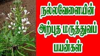 MEDICINAL BENEFITS OF NALLA VELAI / நல்ல வேளையின் அற்புத மருத்துவப் பயன்கள்