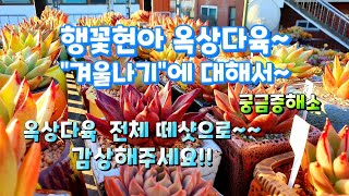 행꽃현아다육옥상겨울나기하우스설치에관해서💢구독자분들궁금증해소#옥상다육떼샷succulents  plant 多肉植物