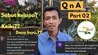 Tentang ANGGREK BULAN. Daun Layu, Repotting, Keiki, Sabut Kelapa.? Tanya Jawab Part 02.