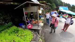 阿里山Alishan 奮起湖步道 木馬棧道   翠竹坡竹林  神社,鹿鼎神木 火車站  奇幻星空小木屋