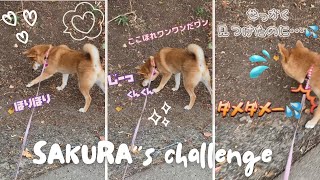 せっかく見つけたのに悲しいワン🐕💦飼い主驚愕😳の発掘をしてしまう柴わんこ #散歩 #癒し #柴犬  #柴犬のいる暮らし #柴犬SAKURA #日本犬