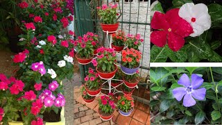 All about VINCAS CARE, Irrigation, Light and Soil so that they DO NOT STOP Blooming All Year Long