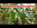 PANEN PISANG CAVENDISH