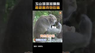 【生活】玉山塔塔加獼猴 搶遊客肉包狂嗑