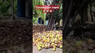 Coconut for copra #coconut #copra #coconutoil #short #shortvideo #ytshorts #jacquemixvlog