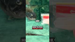 How To Pick The BEST Bait 🤯