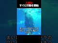 サメが人間の友人のクジラを助けてくれるよう懇願しました