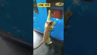 হুলো লুকিয়ে খাবার দেখতে যেয়ে আমার কাছে ধরা খাইছে। #shorts #youtubeshorts #Tania Vlogs