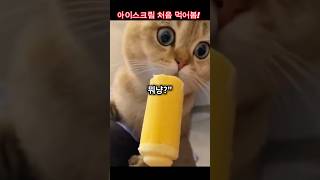 고양이가 아이스크림을 처음 먹어보고 깜짝 놀라는 귀여운 표정 #고양이, #아이스크림, #놀람, #귀여움, #고양이 반응, #고양이 영상