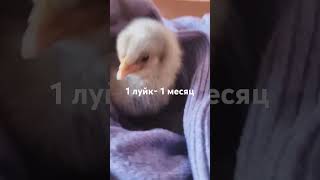 только вылупился )🐣