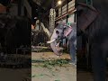 ഗുരുവായൂർ ബൽറാം 🐘🤗🤗🤗 guruvayoorelephants keralaelephant ആനപ്രേമി