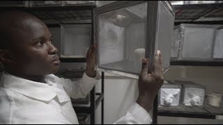 Fighting malaria in the lab