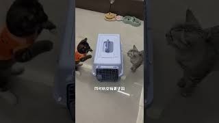 真心建议带猫出门首选航空箱，无论长途短途带出门都是最安全可靠的。猫咪航空箱 猫咪外出便携包推荐 养猫新手 萌宠好物 航空箱