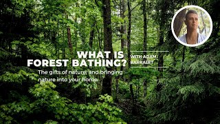 What is Forest Bathing