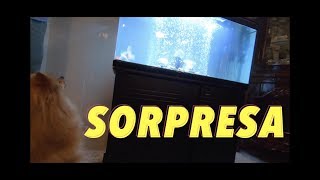 EL ACUARIO SORPRESA||||||😱🐡🐡🎁