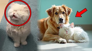 Blind Cat Was About To Give Up On Life, Then THIS Dog Did Something NO ONE Expected