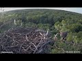 second ineffective hawk attack on the osprey in the barlinecka forest