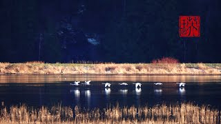 The Winter of Pitt Lake, BC December 2021